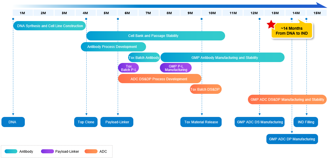ADC IND Typical Timeline: approximately 14 months from DNA to IND